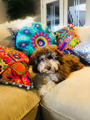 Lisamarie Bourke Coco